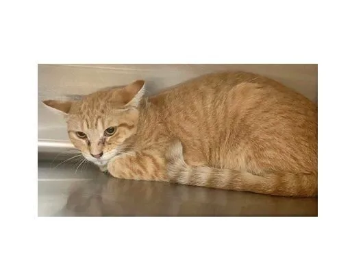 Wildfire thumbnail 2