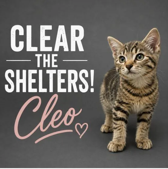 A baby small-sized female Domestic Short Hair cat named Cleo for adoption in Wylie, TX