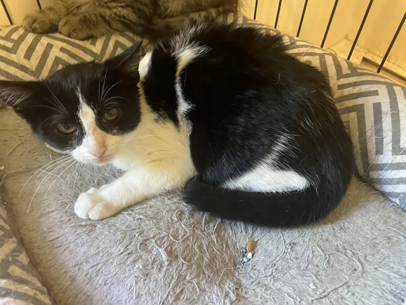 A baby small-sized female Black & White / Tuxedo Domestic Short Hair cat named Taylor for adoption in Troy, NY