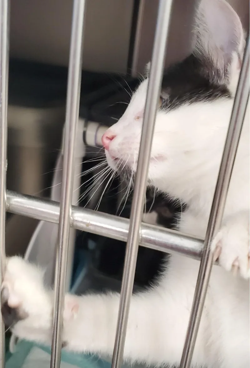 A baby small-sized male Domestic Short Hair cat named Possum for adoption in Brighton, MI