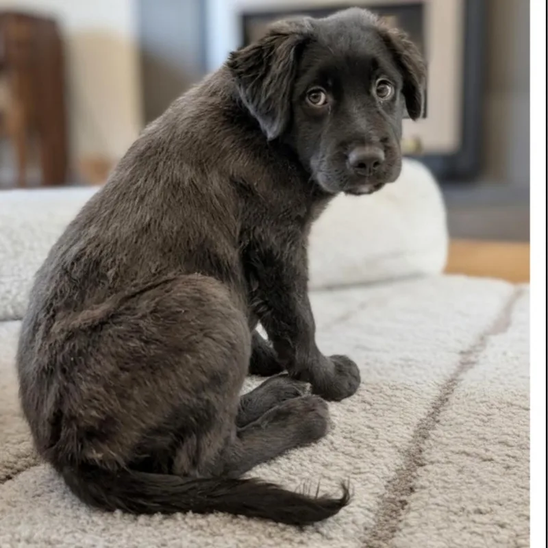 A baby large-sized male Black Collie dog named Ren for adoption in Griswold, CT