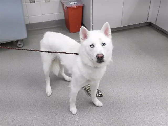 A young medium-sized male Siberian Husky dog named Duke for adoption in Omaha, NE