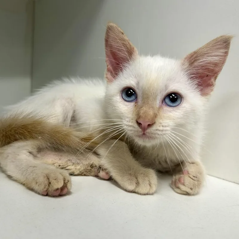A baby small-sized male Flame Point Domestic Short Hair cat named Tails Taraji K for adoption in St Joseph, MO