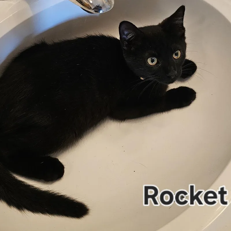 A baby small-sized male Black Domestic Short Hair cat named Rocket for adoption in Cincinnati, OH