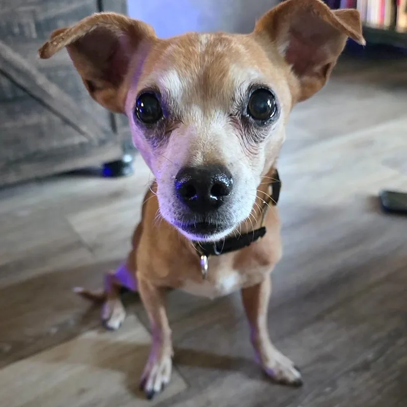 Dobbie thumbnail 2