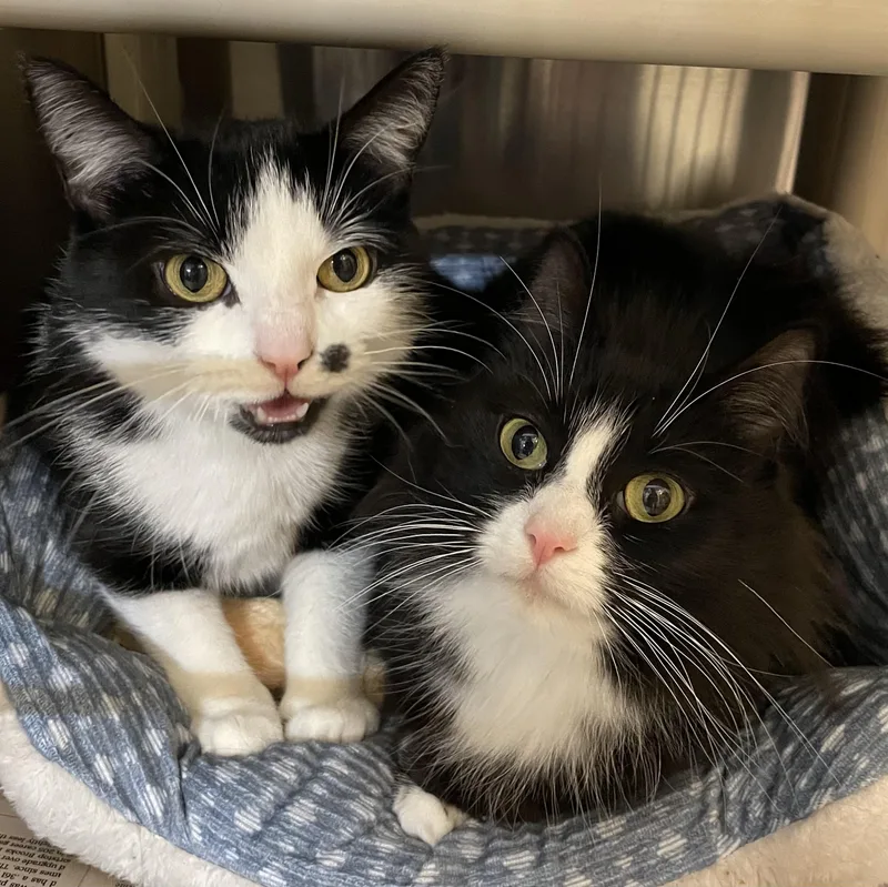 An adult medium-sized female Black & White / Tuxedo Tuxedo cat named Kawaii And Leelee for adoption in North Kingstown, RI