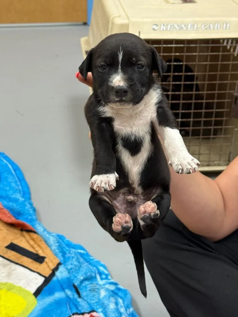 A baby medium-sized male Terrier dog named Mono for adoption in Hartsville, SC