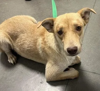 An adult large-sized female Mixed Breed dog named Honey Bun for adoption in Fresno, CA