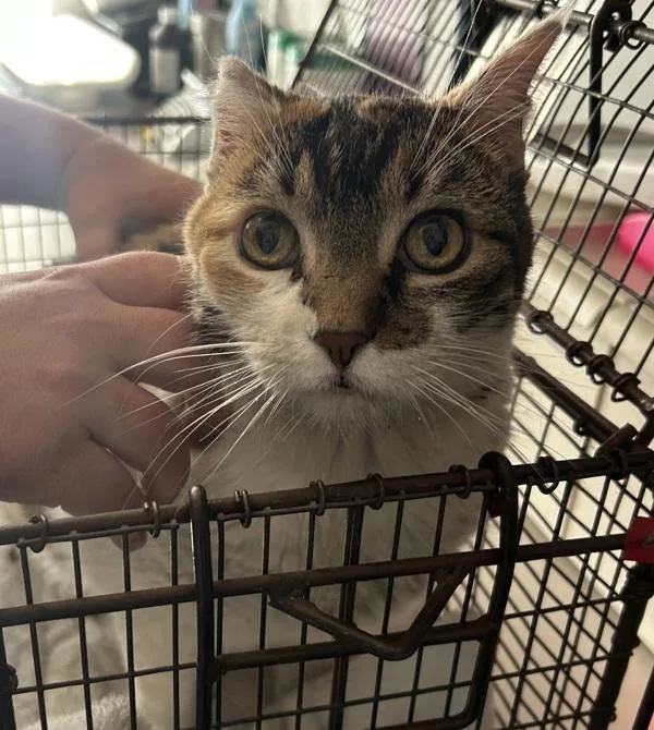 A senior medium-sized female Domestic Short Hair cat named Sweetheart for adoption in Salt Lake City, UT