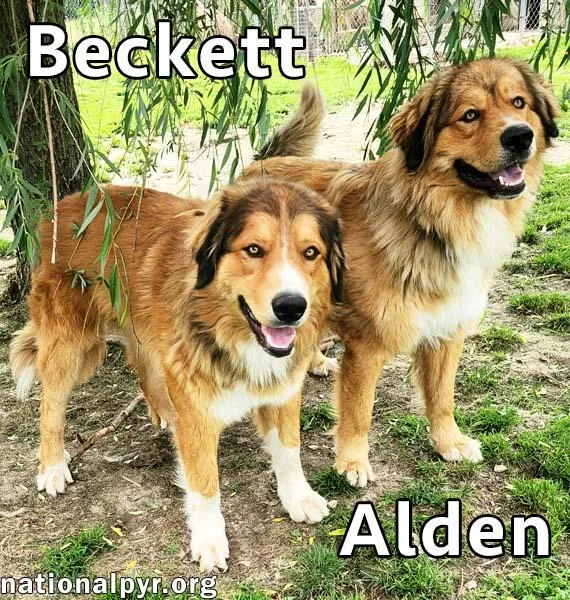 A young extra large-sized male White / Cream Great Pyrenees dog named Alden & Beckett in for adoption in Beacon, NY