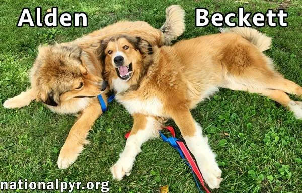 Alden & Beckett in thumbnail 2