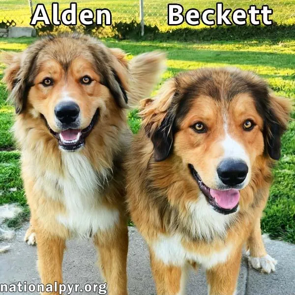 Alden & Beckett in thumbnail 3