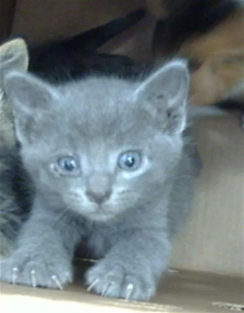 A baby medium-sized female Domestic Medium Hair cat named Mia for adoption in Dallas, TX