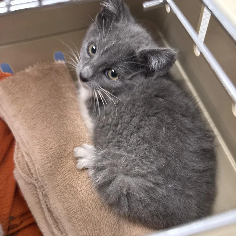 A baby small-sized female Gray / Blue / Silver Domestic Short Hair cat named Gracie for adoption in Henderson, NV