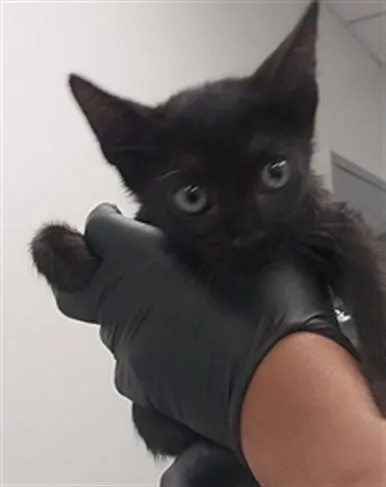 A baby small-sized male Domestic Short Hair cat named Abyss for adoption in Corpus Christi, TX