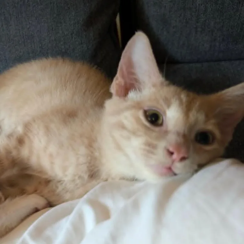 A baby small-sized male Buff / Tan / Fawn Domestic Short Hair cat named Atlas for adoption in Coralville, IA
