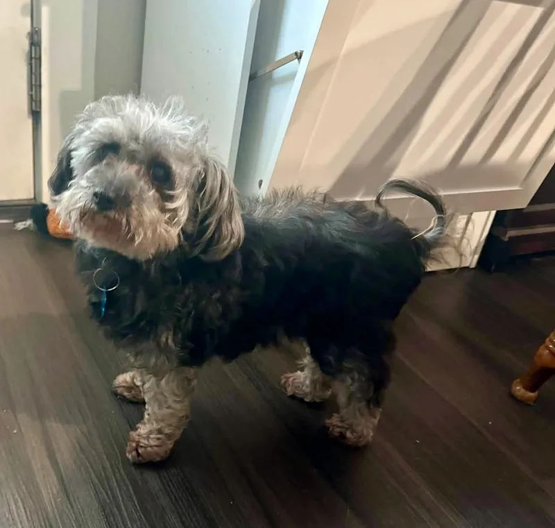 A senior small-sized female Gray / Blue / Silver Yorkie Poo dog named Gracie Lou for adoption in Grosse Pointe Park, MI