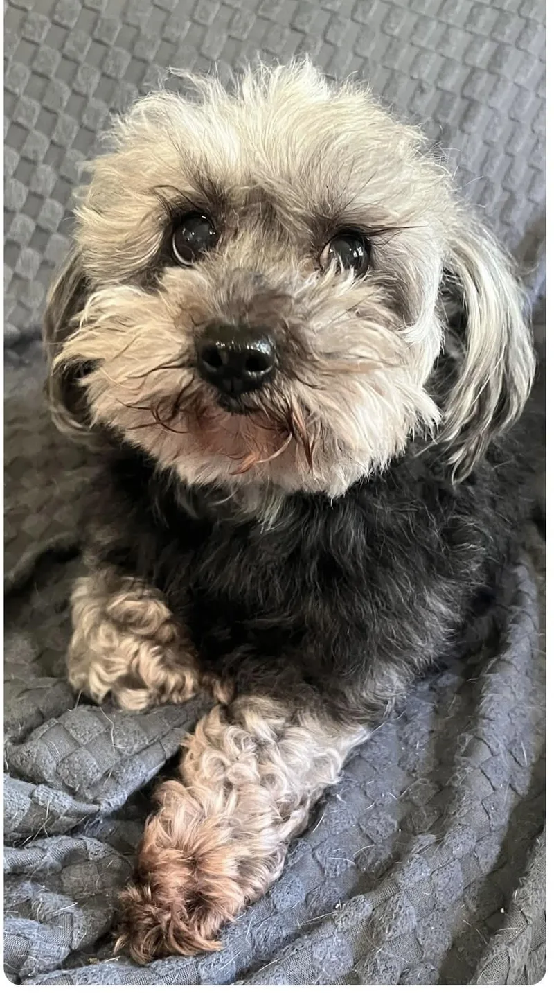 Gracie Lou thumbnail 2