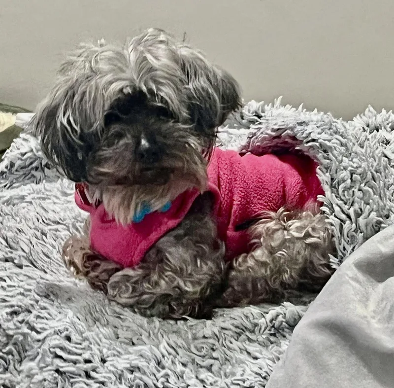 Gracie Lou thumbnail 4