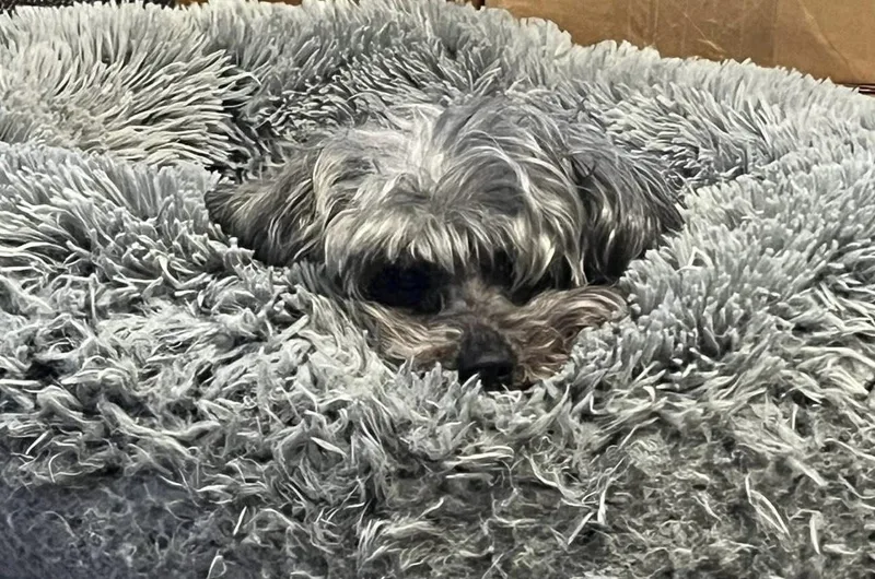 Gracie Lou thumbnail 5