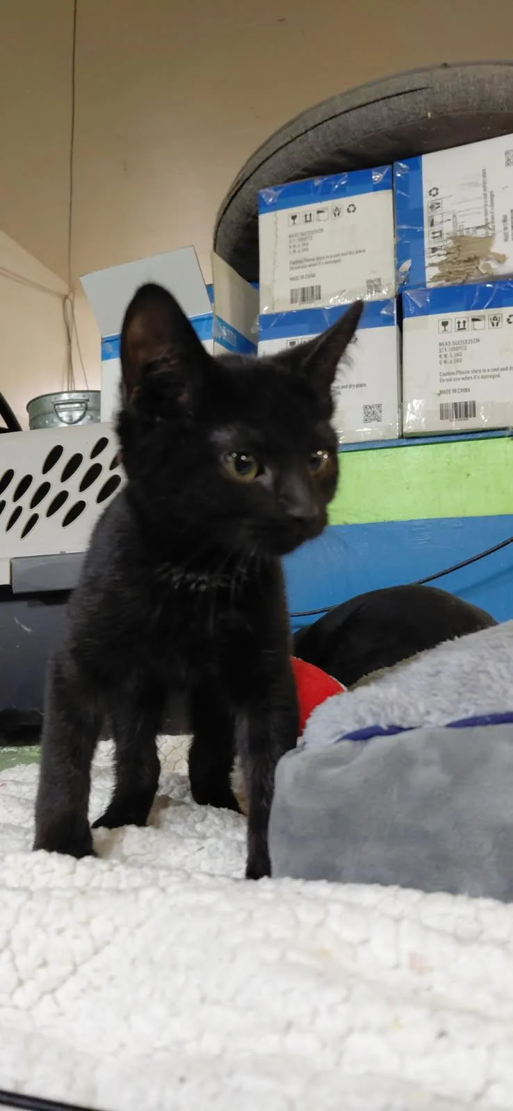 A young medium-sized male Domestic Short Hair cat named Asher for adoption in Billings, MT