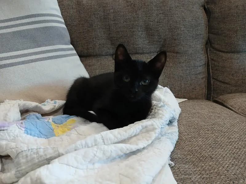 Echo