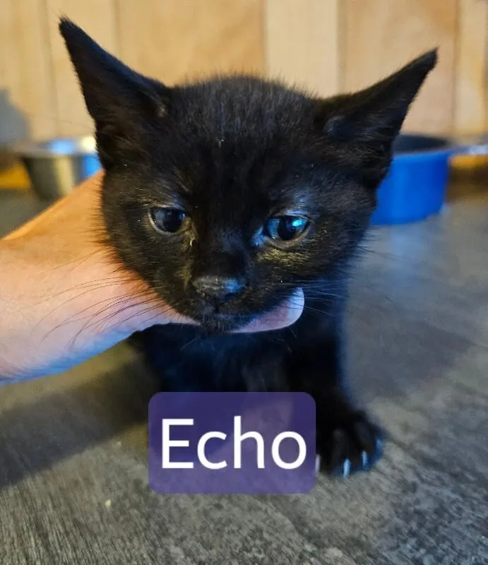 Echo thumbnail 2