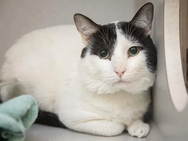 An adult medium-sized male Domestic Short Hair cat named Harley for adoption in Phoenix, AZ
