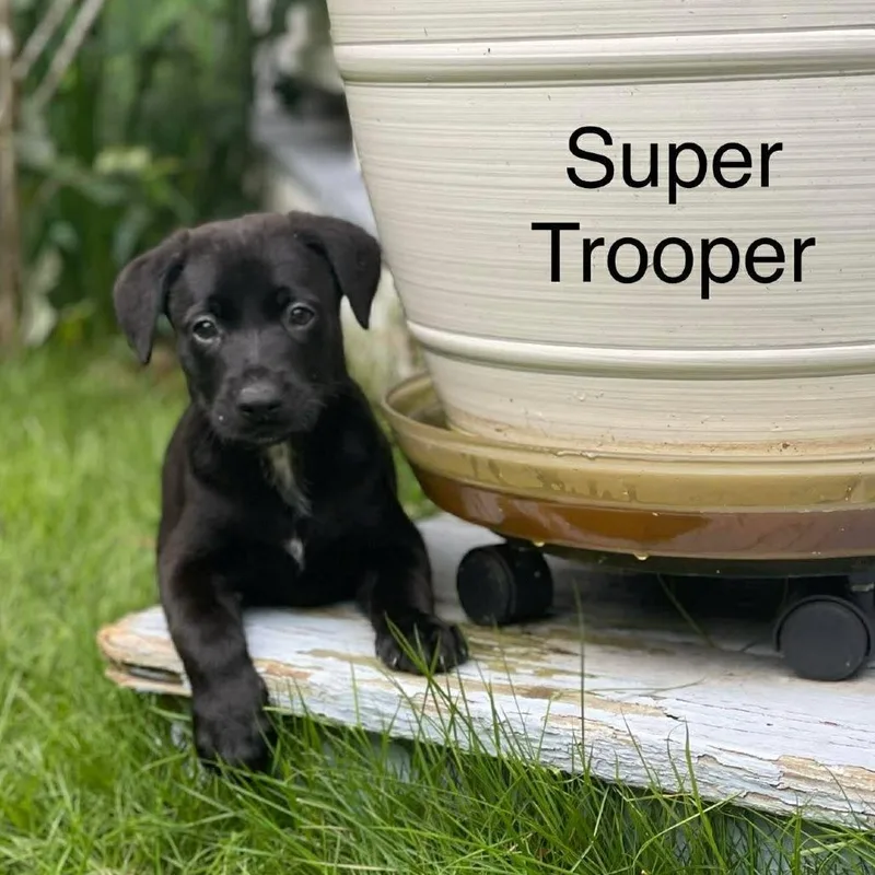 A baby small-sized male Black Mixed Breed dog named Super Trouper for adoption in Springboro, OH