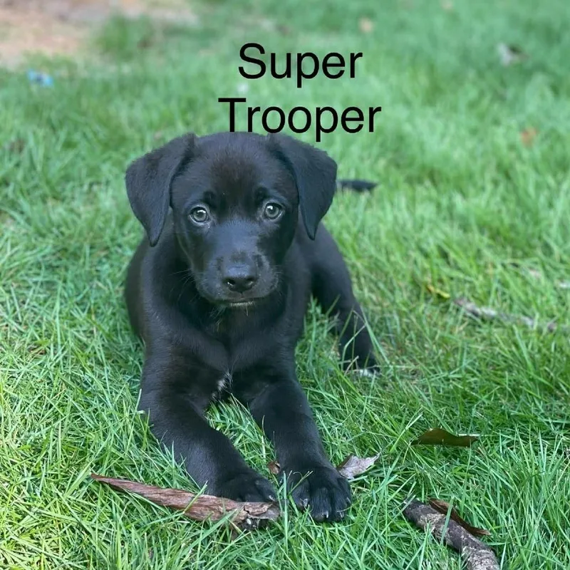Super Trouper thumbnail 2
