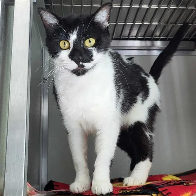 A young small-sized female Domestic Short Hair cat named Miss Moo for adoption in Centerville, MA