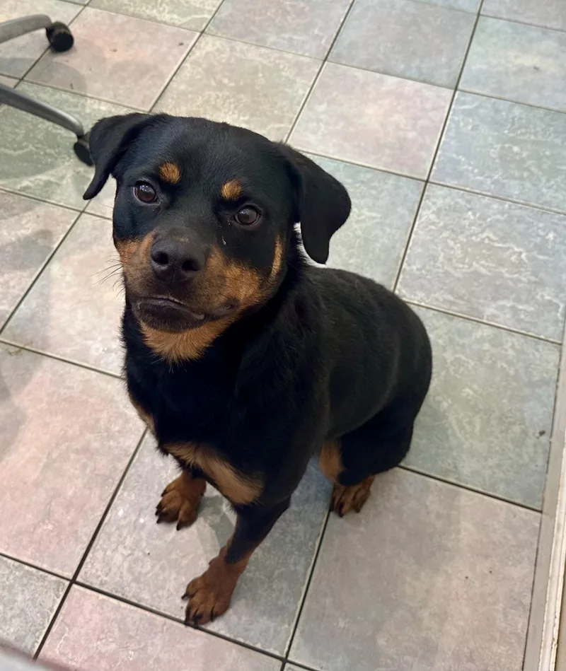 A young large-sized female Rottweiler dog named Stunning Petite Girl for adoption in Northwood, OH