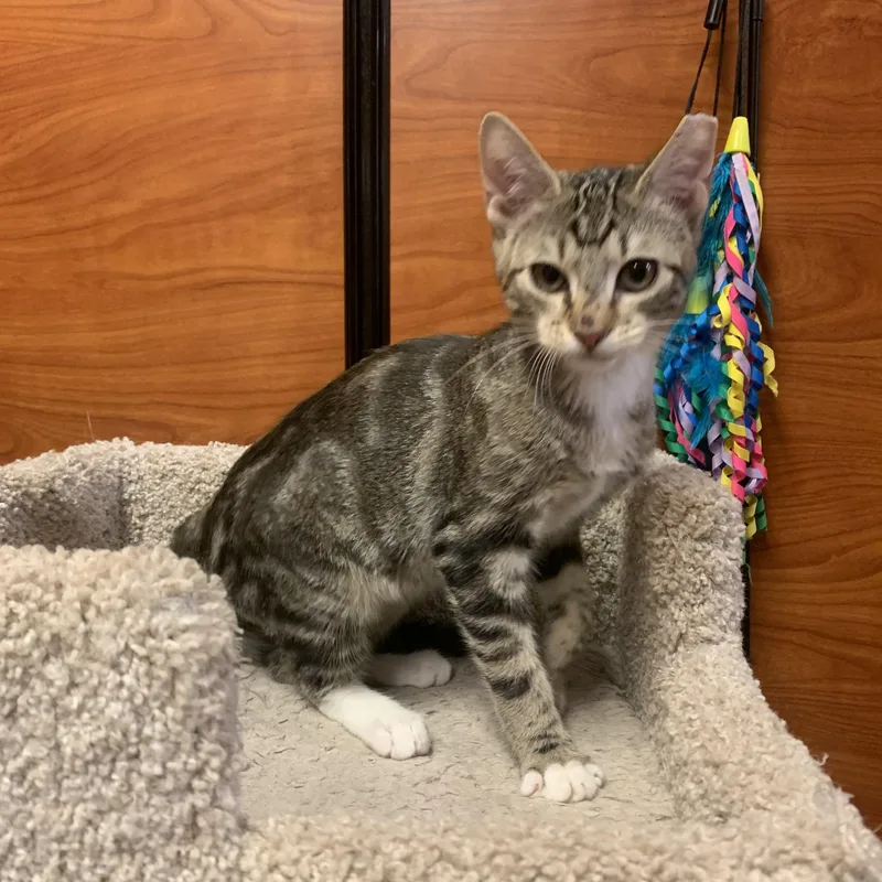 A baby small-sized male Domestic Short Hair cat named Tigger for adoption in Port Jefferson Station, NY