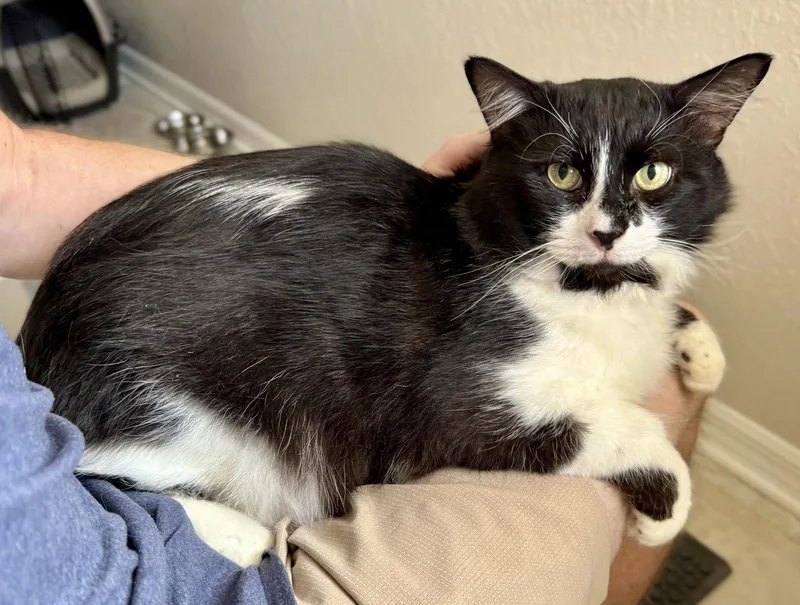 An adult medium-sized male Black & White / Tuxedo Domestic Short Hair cat named Bob for adoption in St. Cloud, FL