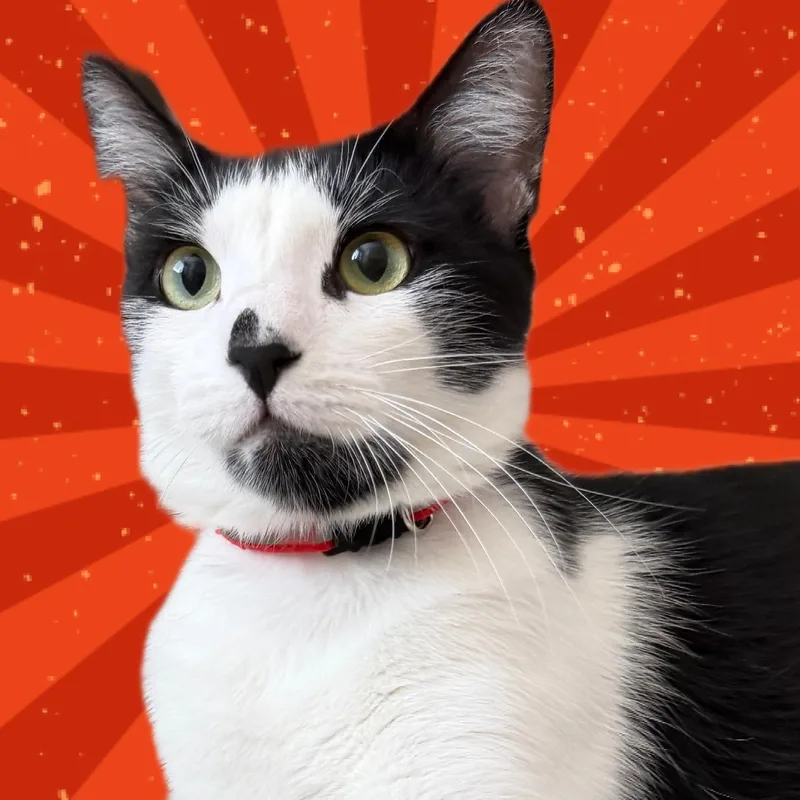 A young medium-sized male Black & White / Tuxedo Tuxedo cat named Danny for adoption in Laguna Woods, CA