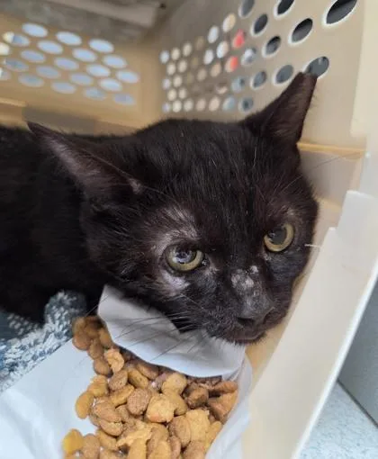 An adult medium-sized male Domestic Short Hair cat named Calcite for adoption in Westland, MI