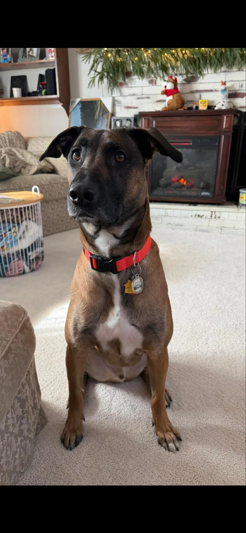 An adult large-sized male Doberman Pinscher dog named Rocco for adoption in Virginia Beach, VA