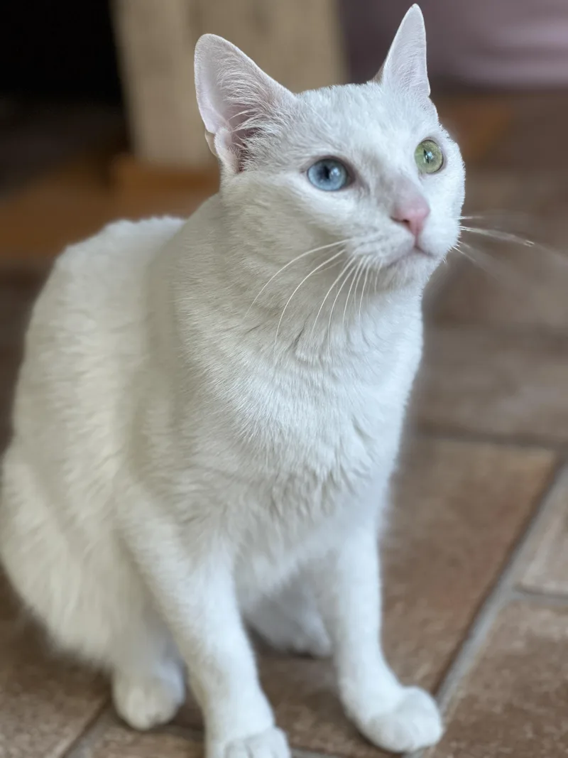 A young medium-sized female White Domestic Short Hair cat named Nola for adoption in Rochester, NY