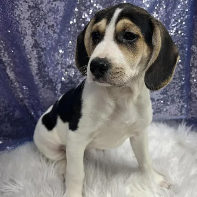 A baby medium-sized male Tricolor (Brown, Black, & White) Husky dog named Led Zeppelin for adoption in Cedarburg, WI