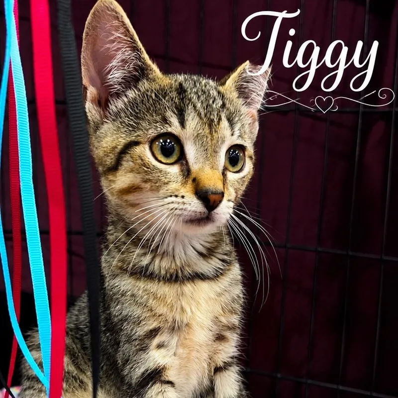 Tiggy thumbnail 3