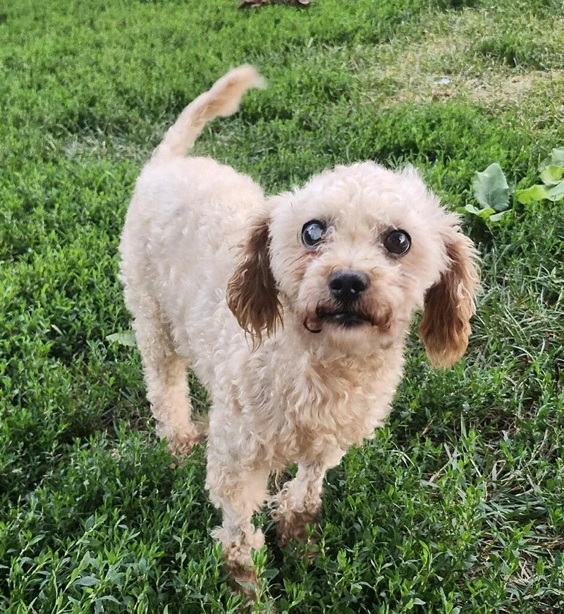 Oscar