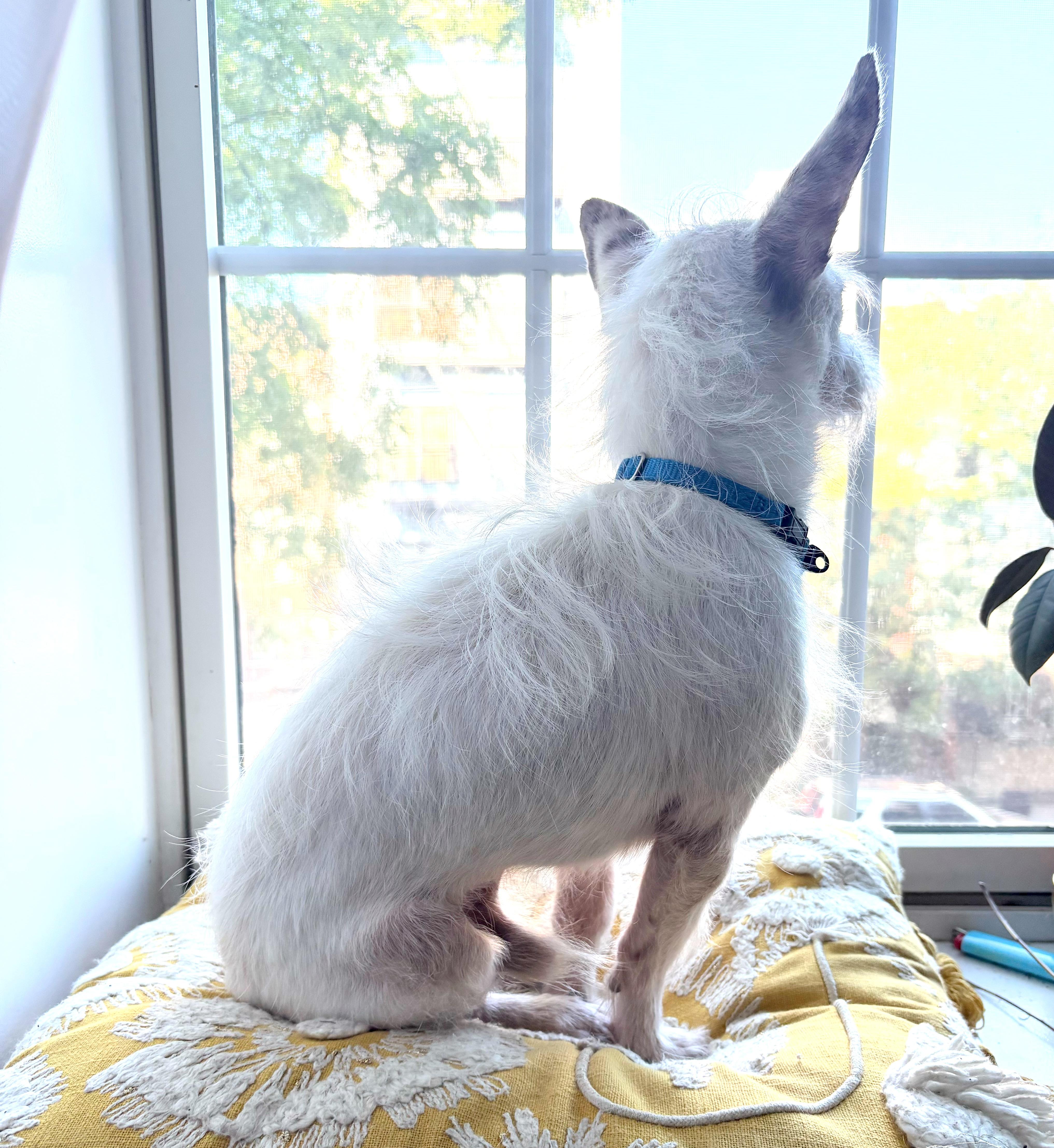 A senior small-sized male West Highland White Terrier / Westie dog named Petey for adoption in Brooklyn, NY