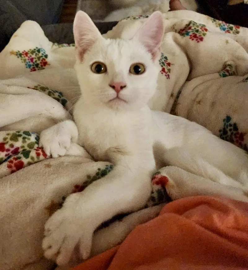 A baby medium-sized female Domestic Short Hair cat named Irie for adoption in Tallahassee, FL