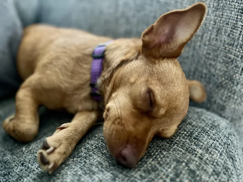 A young small-sized female Chihuahua dog named Honey for adoption in Oswego, IL