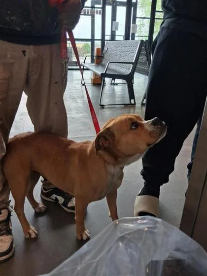 An adult medium-sized female Mixed Breed dog named Graham Cracker for adoption in West Chester, PA