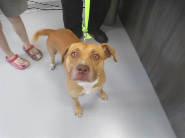 A young medium-sized male American Staffordshire Terrier dog named Biscuit for adoption in Ocala, FL