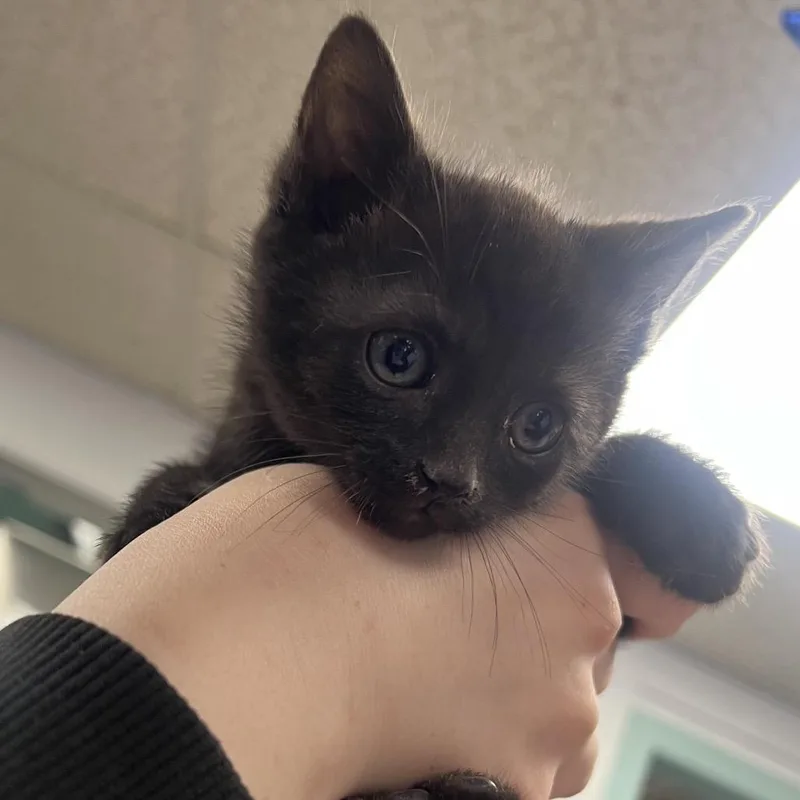 A baby small-sized female Black Domestic Short Hair cat named Nostalgia for adoption in Mentor, OH