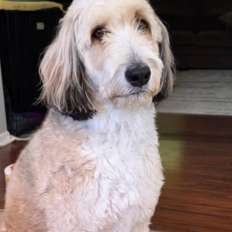 An adult medium-sized male Aussiedoodle dog named Bowser for adoption in Minooka, IL