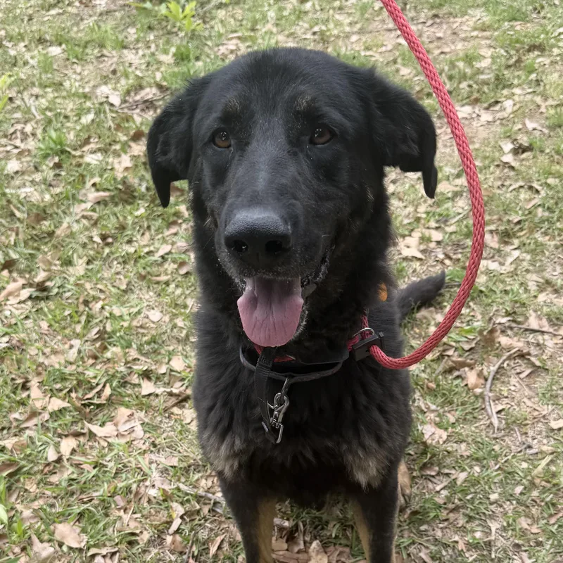 An adult large-sized male Black Shepherd dog named Seeker for adoption in Columbia, SC