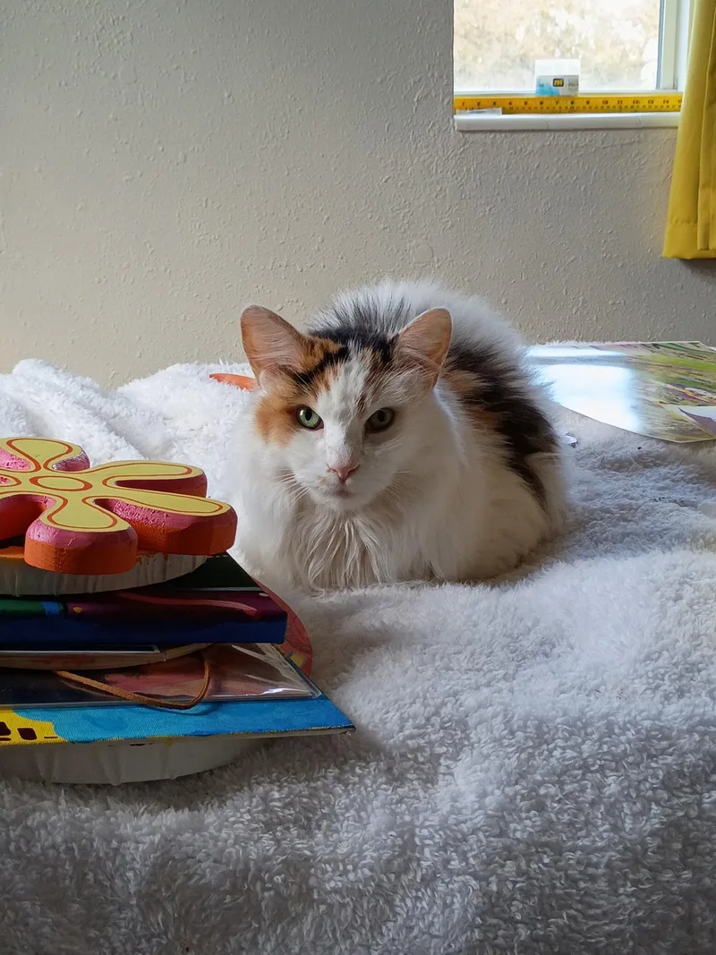 A senior medium-sized female Domestic Long Hair cat named Omi for adoption in Pocatello, ID